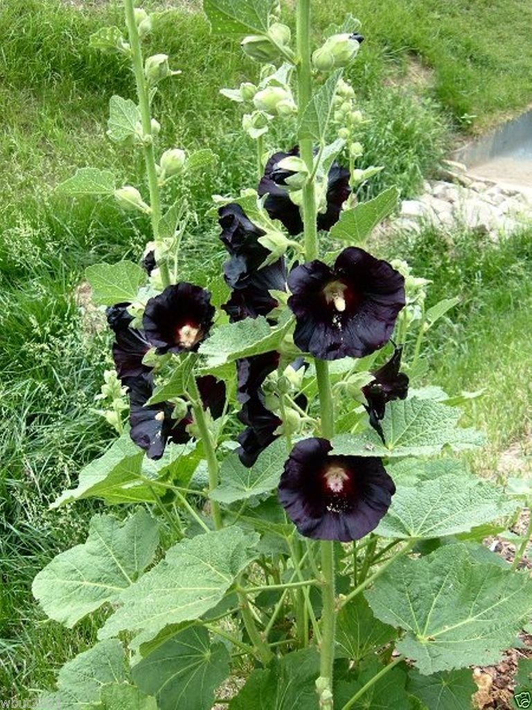 Hollyhock (flower Alcea rosea) for planting in garden